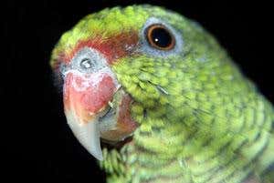 Vinaceous Amazon, a critically endangered parrot found only in the South American Atlantic Forest