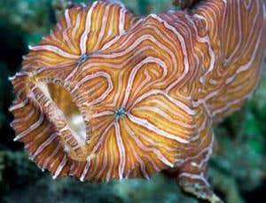 Bizarre animals that are new to science