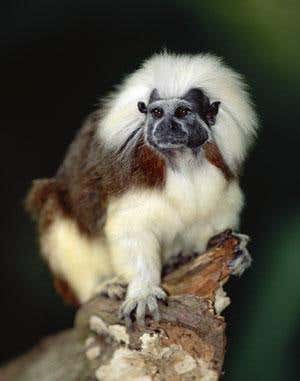Some cotton-top tamarins (Saguinus oedipus) will forfeit a piece of food if it stops an unrelated monkey getting more. That looks a lot like spite - but the monkeys' true motivations remain unclear 