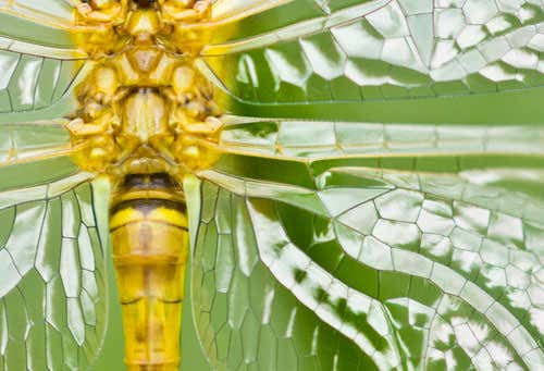 New Scientist. Science news and long reads from expert journalists, covering developments in science, technology, health and the environment on the website and the magazine.