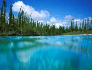 Invest in islands to save most species