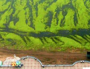 Ultrasound weapon wipes out toxic algal blooms