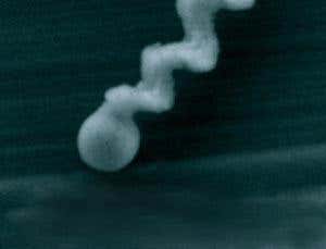Sperm-like nanopropeller is smallest swimmer ever