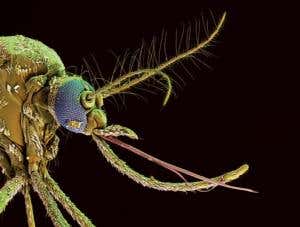 Brain-scrambling bugs could tackle mosquito plagues