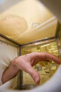 Volunteers donating blood to Aedes aegypti mosquitoes at the Tropical Medicine Mosquito Research Facility at James Cook University, Cairns