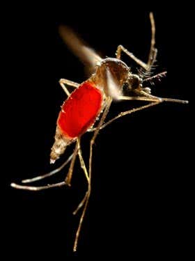 The Aedes aegypti mosquito in flight. This species is the main vector responsible for the transmission of dengue fever