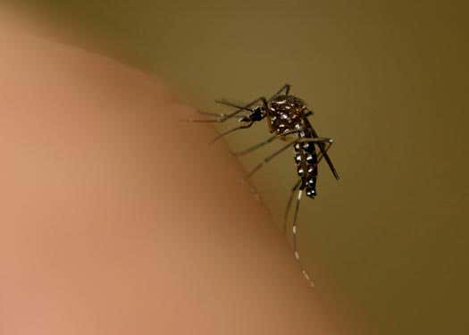 An Aedes aegypti mosquito sucking human blood at the Tropical Medicine Mosquito Research Facility at James Cook University, Cairns