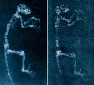 Virtual fossils reveal how ancient creatures lived