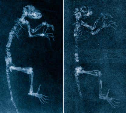 Scans reveal that Ida (left) is all genuine, while the similar fossil on the right was partly fabricated in museum preparation