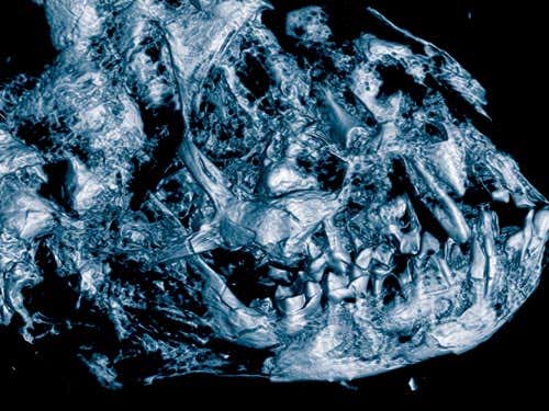 Powerful scanners can reveal amazing detail of fossils. This is the head of Darwinius masillae. Dubbed