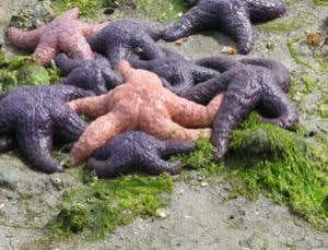 New Scientist. Science news and long reads from expert journalists, covering developments in science, technology, health and the environment on the website and the magazine.