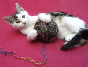 Why cats fail to grasp string theory