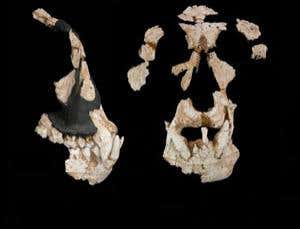 Were our earliest hominid ancestors European?