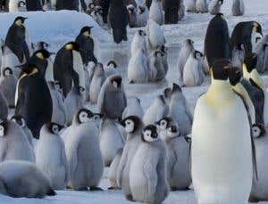 Satellites spot new penguin colonies by their poo