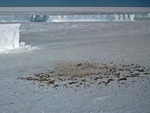 The tell-tale colour of faeces can give away a penguin colony 