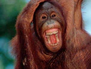 Apes and humans share a common laughing ancestor