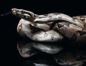 Secret of snake slithering found in weights and scales