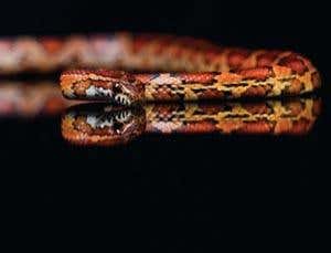 A corn snake slithers. Research show that the arrangement of its scales and placing of its weight are key to the movement