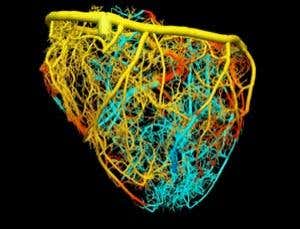 Virtual body parts take the guesswork out of medicine