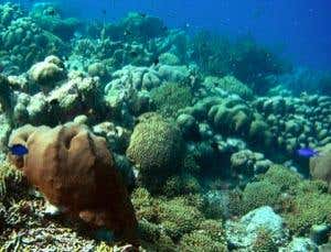 New Scientist. Science news and long reads from expert journalists, covering developments in science, technology, health and the environment on the website and the magazine.