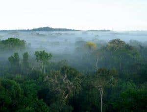 The Brazilian Amazon harbors 40% of all remaining tropical rainforest, playing a vital role in global biodiversity conservation and climate regulation