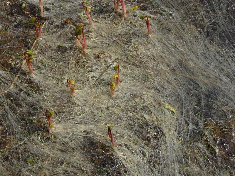 New Scientist. Science news and long reads from expert journalists, covering developments in science, technology, health and the environment on the website and the magazine.