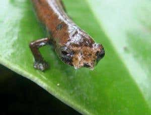 Meet the amphibian only its mother could love