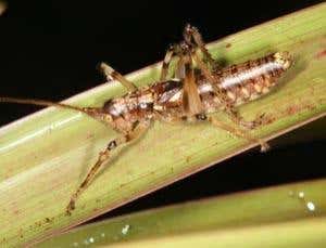 This short-winged ringfoot katydid, also a possible new species, lives between 1800 and 2200 metres