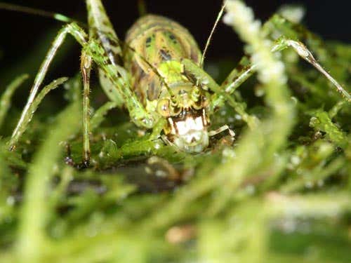 The white-faced gnome katydid may also be a new species. Only two females were found during the 2009 survey in southeastern Ecuador