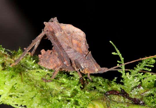 This new katydid, a type of cricket, produces a series of short chirps that are inaudible to the human ear