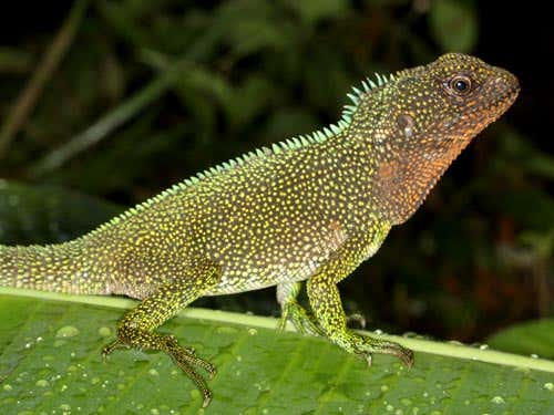The conservation biologists also discovered what may turn out to be a new lizard