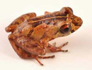 The survey discovered one of the Andes' smallest terrestrial vertebrates - a tiny frog species. Males are just 1.3 centimetres long at most