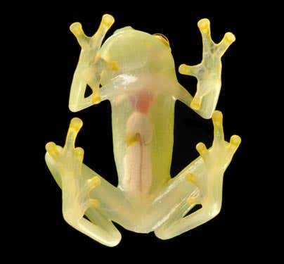 The endangered Hyalinobatrachium pellucidum is a glass frog or crystal frog. Its internal organs can be seen through the translucent skin