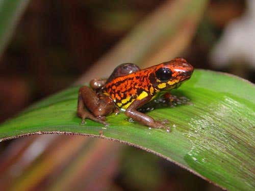This beautiful poison arrow frog, discovered on a conservation survey in south-eastern Ecuador, may be a new species. Here a male carries one of its tadpoles on its back