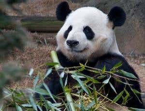 Male pandas like YangYang will bleat to keep in contact with females as they come into heat