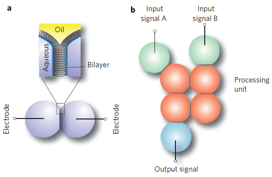 Synthetic cells get together to make electronics
