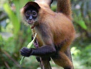 New Scientist. Science news and long reads from expert journalists, covering developments in science, technology, health and the environment on the website and the magazine.