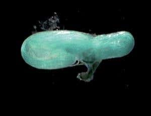 Giant sperm stretch back millions of years