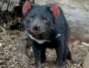 Hidden cancer threat to wildlife revealed