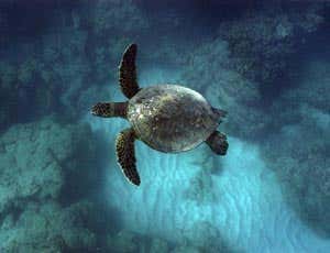 Green turtles (Chelonia mydas) around the world are dying from cancer caused by a herpes virus 