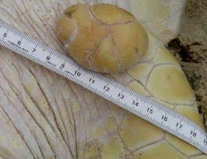 In some populations, including those along the coasts of Florida and the Caribbean and Hawaiian Islands, the incidence of the cancer virus has reached epidemic levels 