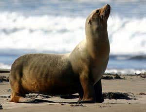 Genital tract cancer is an emerging disease in California sea lions 