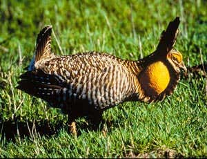 Attwater's prairie chicken is an endangered subspecies of the Greater Prairie Chicken. It suffers from cancer-causing viruses, which have made their way into captive breeding programmes that hoped to save the species 