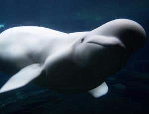 The St Lawrence estuary population of beluga whales has nearly the same cancer death rate as humans 