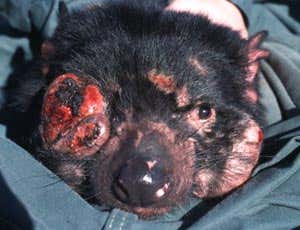 Devil Facial Tumour Disease is a contagious form of cancer, which has rapidly spread through Australia's Tasmanian Devil population. It is thought that the disease is spread by bits of skin: for instance, when Tasmanian Devils bite each other 