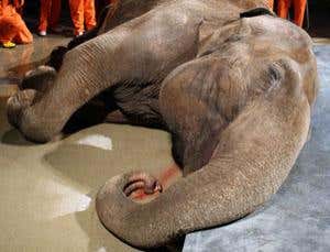 Animal autopsy: Inside the world's biggest animals