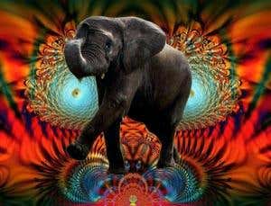 Animals on drugs: 11 unlikely highs