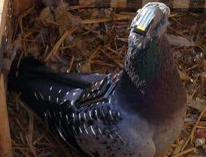 A 2-gram electroencephalograph glued onto homing pigeons' heads measures brain waves at 5 bands, while a GPS-tracker on their backs logs the pigeons' position once per second