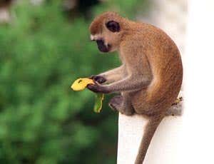 Monkey 'stock market' prone to fluctuations too