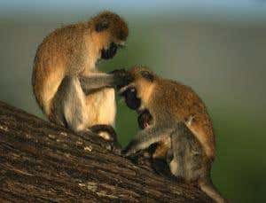 New Scientist. Science news and long reads from expert journalists, covering developments in science, technology, health and the environment on the website and the magazine.